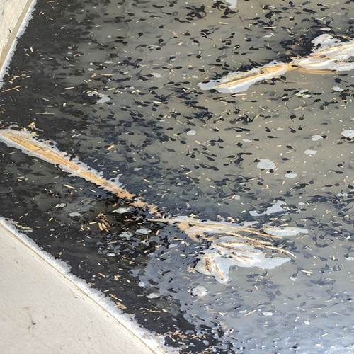 济宁蟾蜍种苗