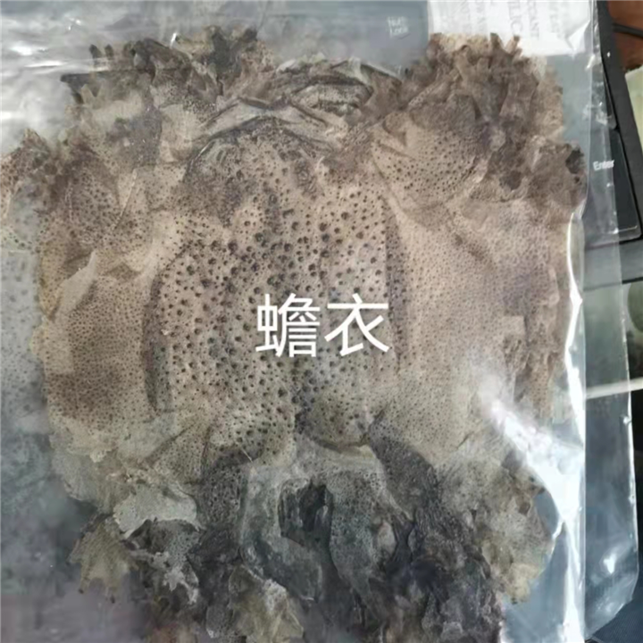 蟾蜍引种
