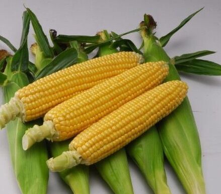 早香糯玉米 
