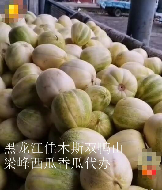 佳木斯哪里有代办新红宝西瓜 