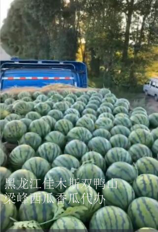 佳木斯西瓜代办 