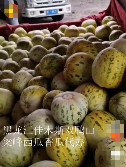 佳木斯哪里有代办百臣雷首西瓜的 
