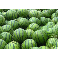 佳木斯比较好的西瓜代办 