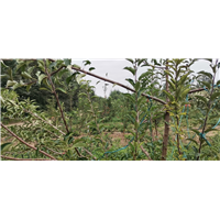 文冠果4 