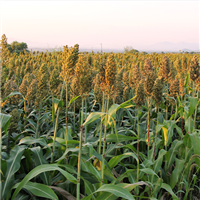 忻州益众源农产品加工