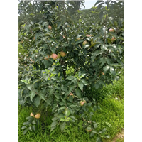 岳阳红苹果 