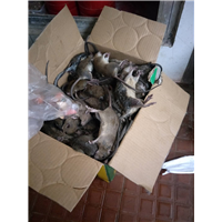 邯郸白蚁防治防鼠灭鼠灭蟑螂灭杀蚊蝇 