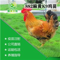 出壳鸡苗快大型K9鸡苗麻黄882鸡苗活体901肉鸡苗包邮 