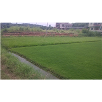 佛山三水草坪基地批发价格