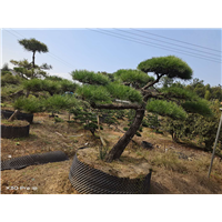 湖南造型黑松基地批发价格哪里有卖 