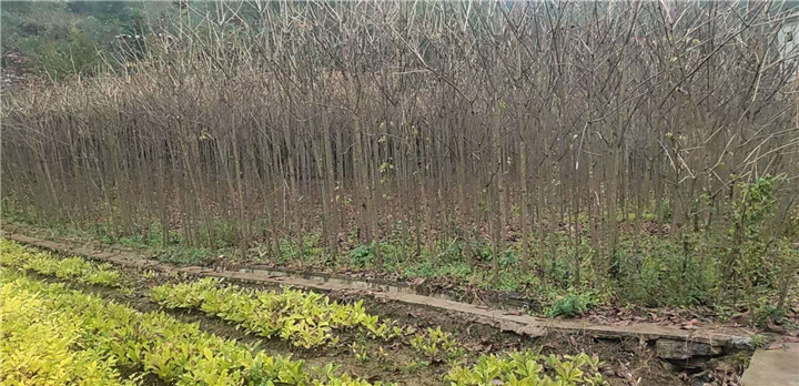 湖北恩施七叶树批发