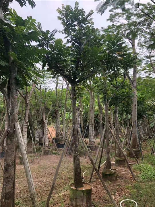 揭阳15公分麻楝基地直销量大从优成活高 