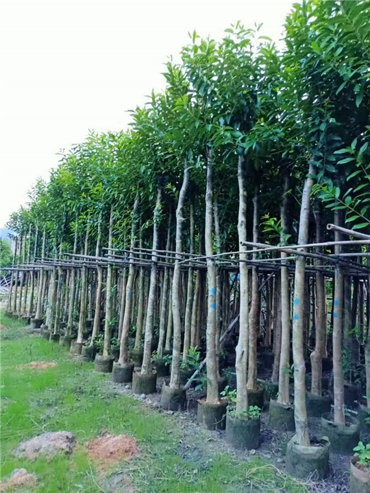 揭阳10公分水翁苗基地直销大量批发 