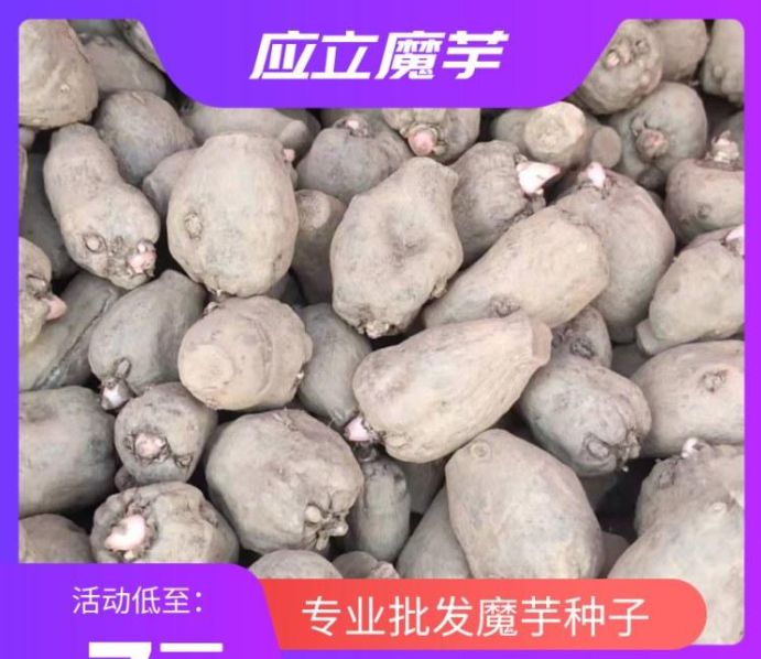 云南优质花魔芋种子量大从优 