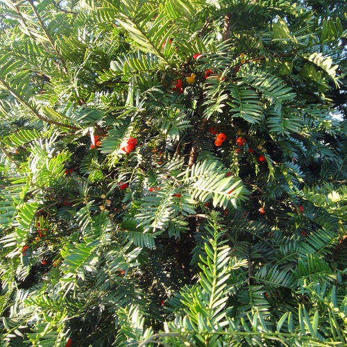 湖北恩施8公分红豆杉批发基地 