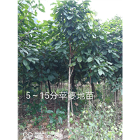 广西崇左龙州15公分苹婆地苗
