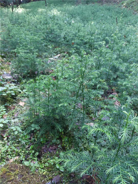 湖北恩施20公分柳杉苗批发基地直销价格 