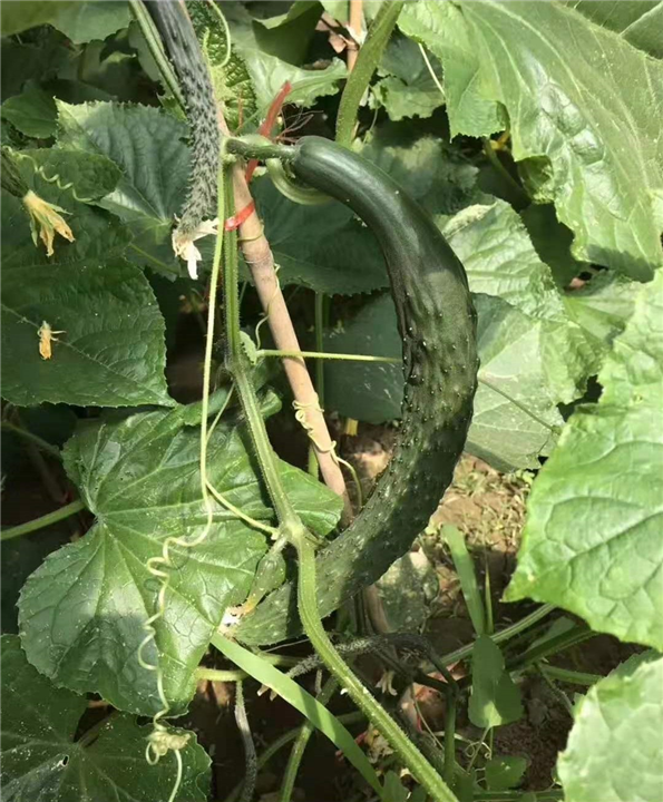 黄瓜 