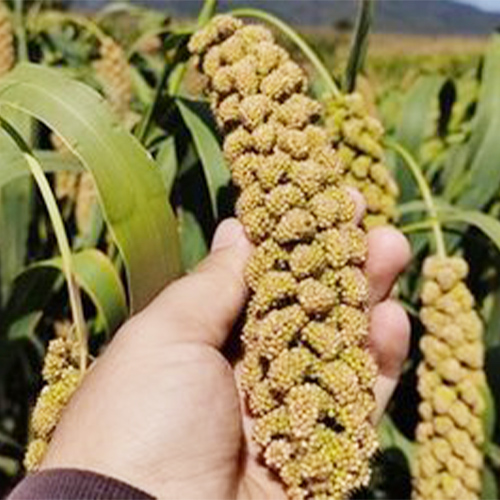 专业种植小米 