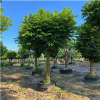 光杆仁面子15分