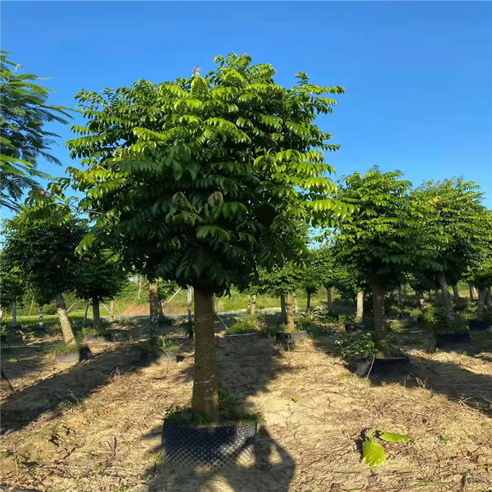 阳江光杆仁面子