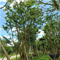 广东阳春朴树