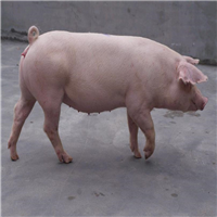 宁夏长白母猪批发