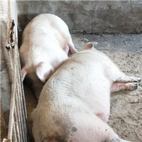 专业饲养肉猪放心肉 