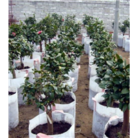 安徽无纺布植树袋厂家直销