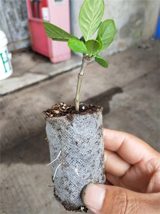 湖北无纺布育苗袋生产厂家直销