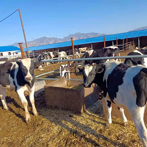 专业养殖肉牛奶牛天然 