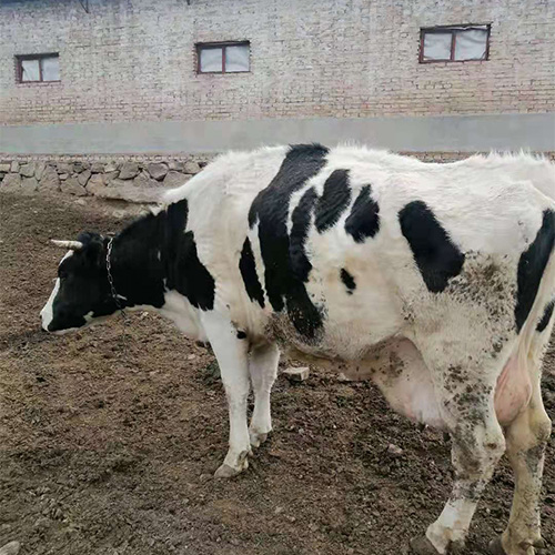 肉牛奶牛生态养殖绿色健康 
