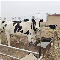 畜牧养殖场**养殖肉牛奶牛 