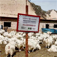 专业养殖生态肉羊天然绿色 