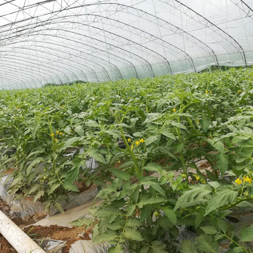 生态自然西红柿农家健康 