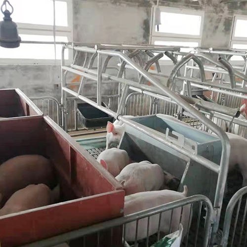 养殖放心猪生态猪营养放心