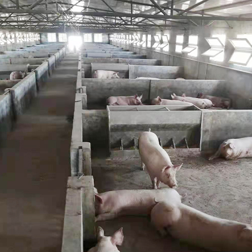 实惠健康放心好猪肉农家养殖