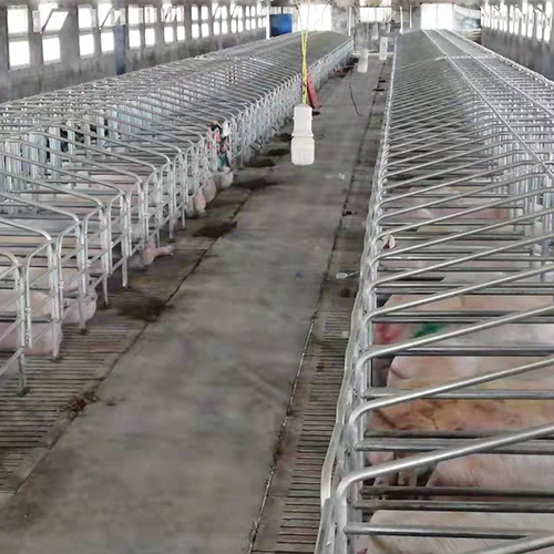 肉猪健康放心猪营养猪