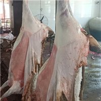 农家自养健康肉羊放心好肉