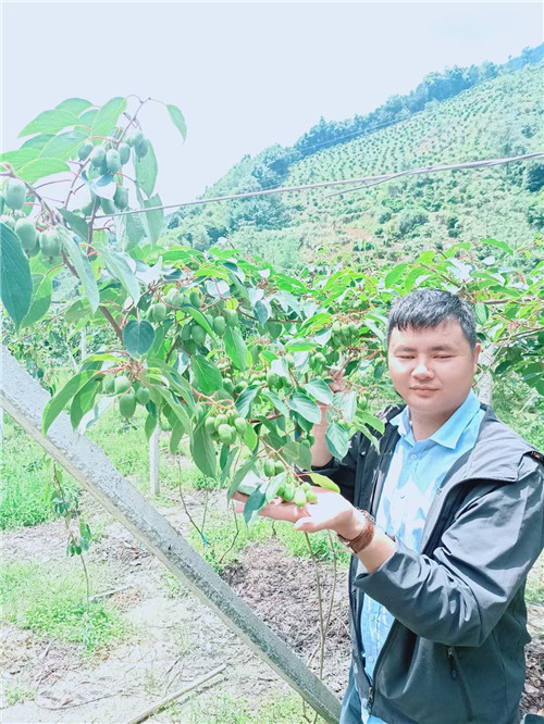 福建软枣猕猴桃