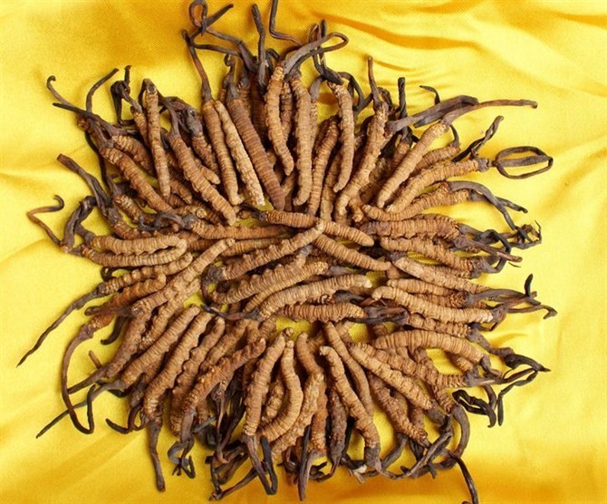 三门峡回收冬虫夏草