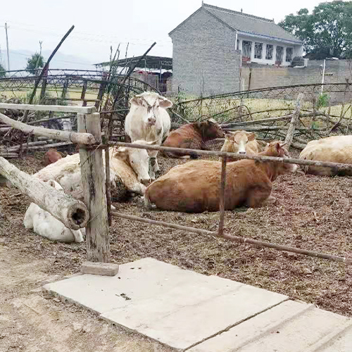 生态养殖肉牛放心健康