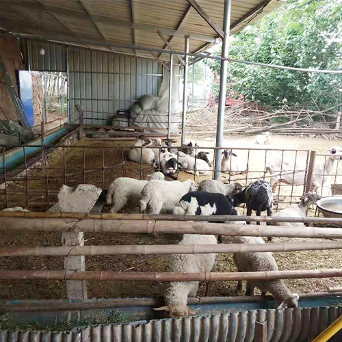 细心养殖天然放心生态肉羊