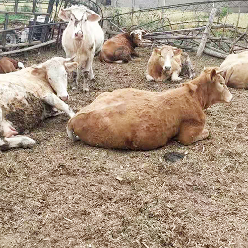正规养殖纯种健康放心肉牛