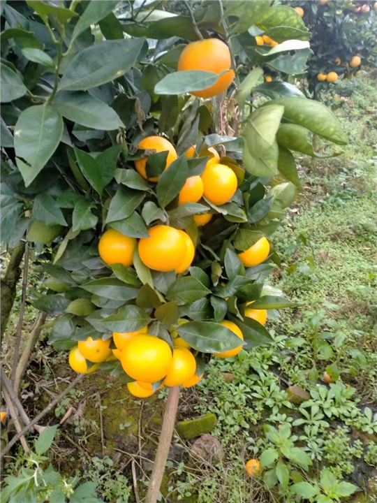 湖南锦蜜冰糖橙