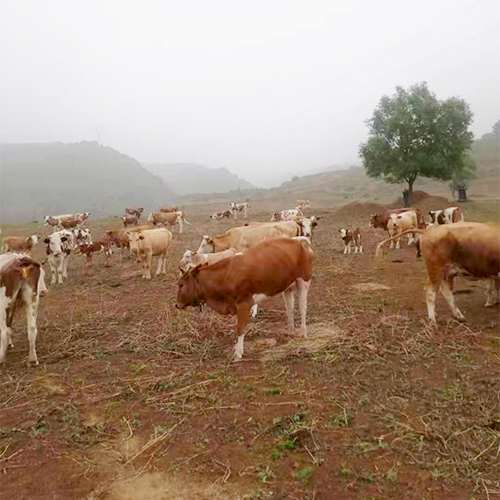 生态养殖场肉牛健康