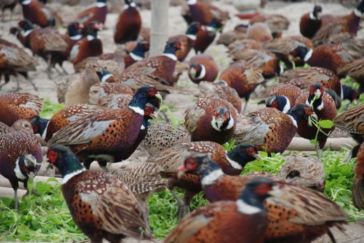 贵州贵阳山鸡出售
