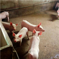 生猪养殖