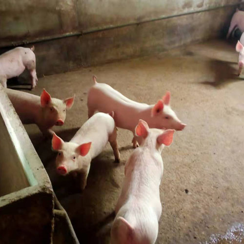 生猪养殖
