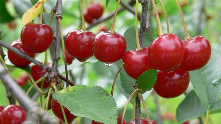 大荔县杨峰果蔬农民专业合作社